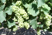 Vigna Cesarin