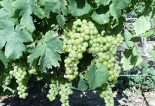 Vigna Cesarin