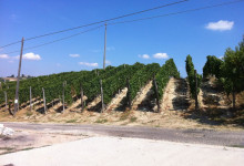 Vigna dietro casa