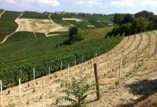 Vigna Cesarin