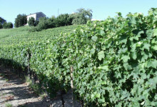 Vigna Cesarin