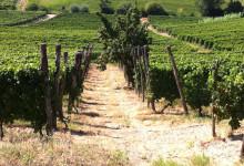 Vigna sotto casa